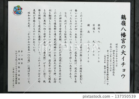 [Information sign for the large ginkgo tree at Tsurumine Hachimangu Shrine, the main shrine of Chigasaki, Sagami Province, designated a natural monument by Kanagawa Prefecture, in Chigasaki City] 137350539