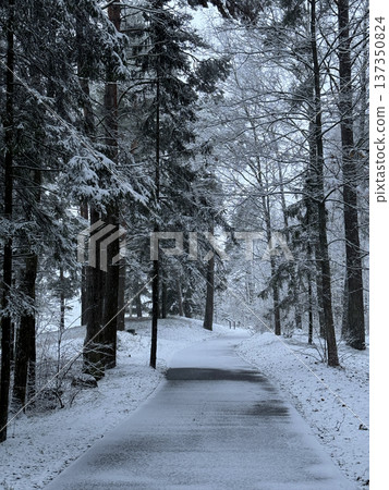 Snowy path leads into a dense forest with both evergreen and deciduous trees covered in fresh white snow. 137350824