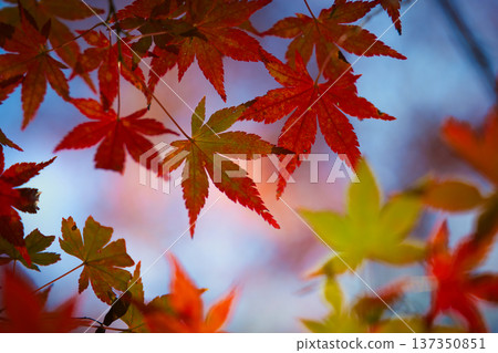Autumn leaves Autumn leaves 137350851