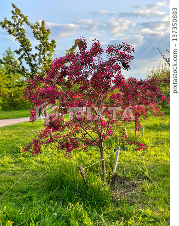 Young, decorative apple tree displays striking, deep pink to crimson blossoms and dark leaves against green lawn and park path. Blossoming of Malus Niedzwetzkyana in spring garden. Young, decorative apple tree displays striking, deep pink to crimson blossoms and dark leaves against green lawn and park path. Blossoming of Malus Niedzwetzkyana in spring garden. 137350893
