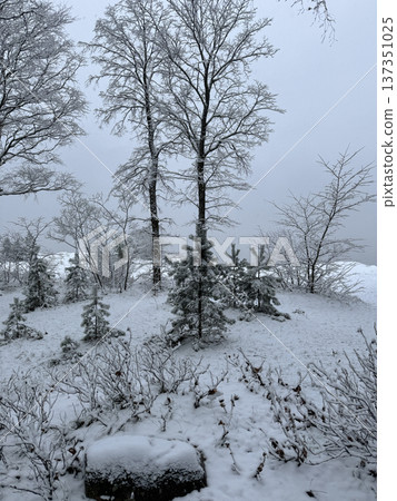 Snowy winter landscape featuring bare deciduous trees and smaller evergreens on a hillside under an overcast sky. Vertical seasonal photography. 137351025