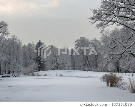 Serene winter landscape featuring bare deciduous trees and smaller evergreens on a hillside under an overcast sky. Snowy seasonal background. Serene winter landscape featuring bare deciduous trees and smaller evergreens on a hillside under an overcast sky. Snowy seasonal background. 137351059