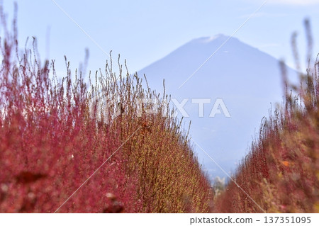 Kokia Fujisan 137351095