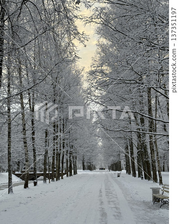 Snowy park alley lined with trees laden with fresh snow. Serene winter landscape. Vertical photography. Snowy park alley lined with trees laden with fresh snow. Serene winter landscape. Vertical photography. 137351197