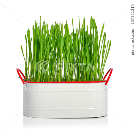 Green barley grass (microgreens)  in white metal pot 137351319