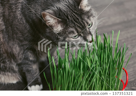 Closeup of a sweet domestic cat chewing cat grass from a pot 137351321