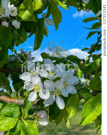 White apple blossoms with green leaves are photographed up close against a blue sky, capturing the beauty of spring. 137351341