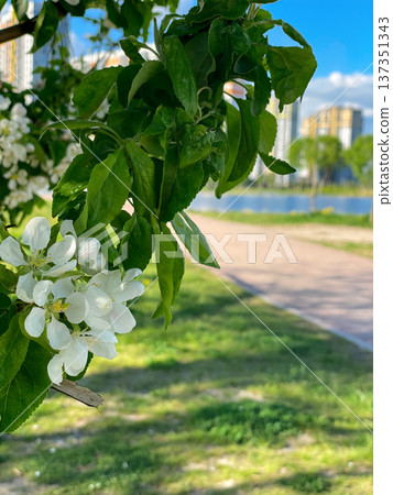 Closeup of white apple tree blossoms with green leaves against a blurred background of pathway in city park, grass, pond and buildings on bright spring day. Closeup of white apple tree blossoms with green leaves against a blurred background of pathway in city park, grass, pond and buildings on bright spring day. 137351343