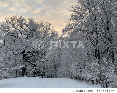 Snowy forest scene with trees covered in snow, creating serene winter landscape. 137351576