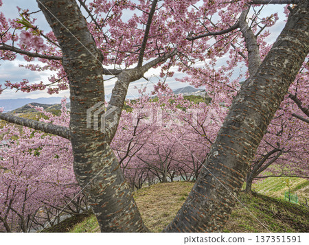 春風拂面，河津櫻花競相綻放，將山巒裝點得絢麗多彩。 137351591