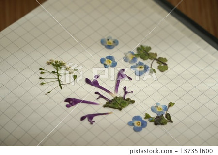 Pressed spring wildflowers 137351600