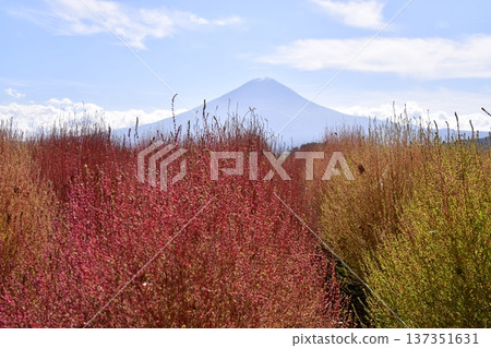 Kokia Fujisan Kokia Fujisan 137351631