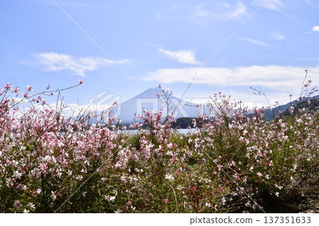 Cosmos Mt.Fuji Cosmos Mt.Fuji 137351633