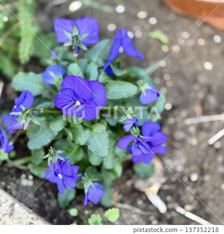 Blue pansy 137352218