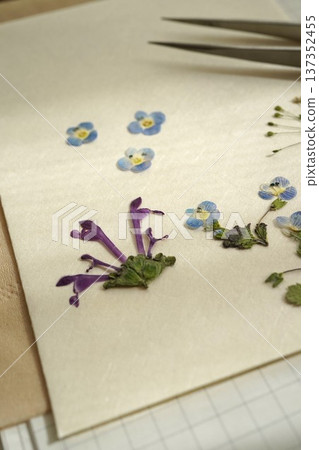 Pressed spring wildflowers 137352455