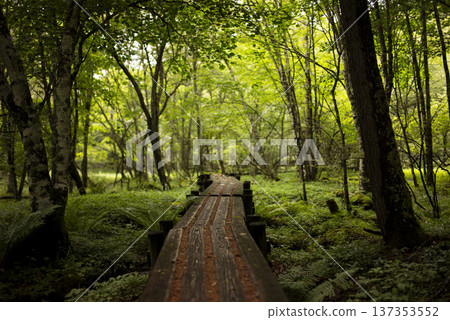 Summer mountain hiking 137353552