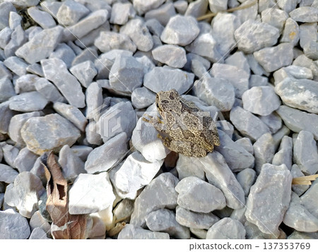 A tree frog disguised as a pebble A tree frog disguised as a pebble 137353769