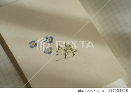 Pressed spring wildflowers Pressed spring wildflowers 137353898