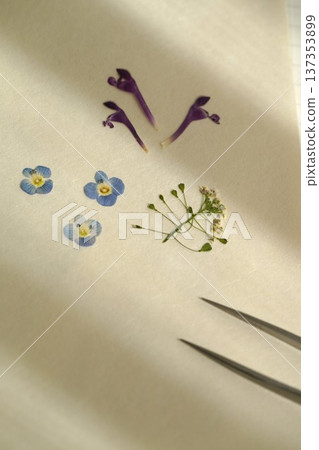 Pressed spring wildflowers Pressed spring wildflowers 137353899