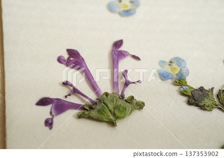 Pressed spring wildflowers 137353902