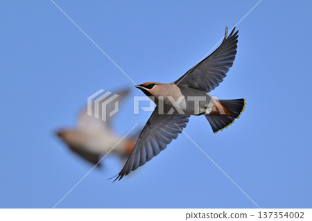 Waxwing ⑥ (Hokkaido) Waxwing ⑥ (Hokkaido) 137354002