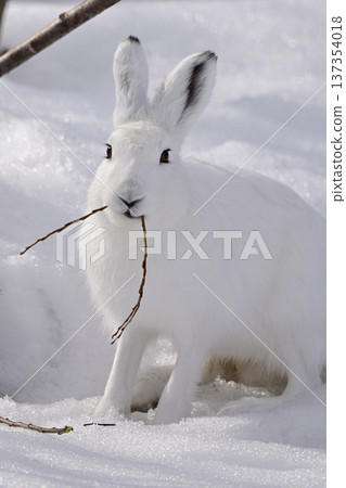 Snow Hare 236 (Hokkaido) Snow Hare 236 (Hokkaido) 137354018