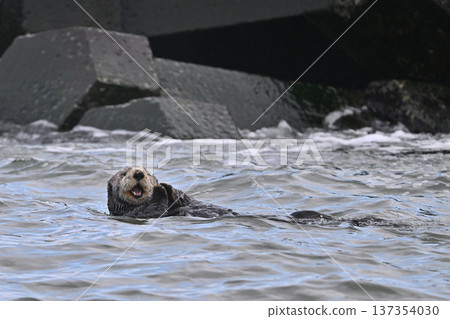 海獺（北海道） 137354030