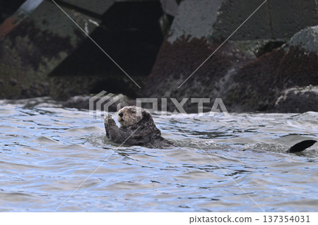 海獺（北海道） 137354031