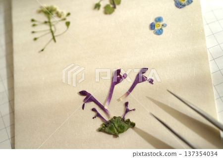 Pressed spring wildflowers Pressed spring wildflowers 137354034