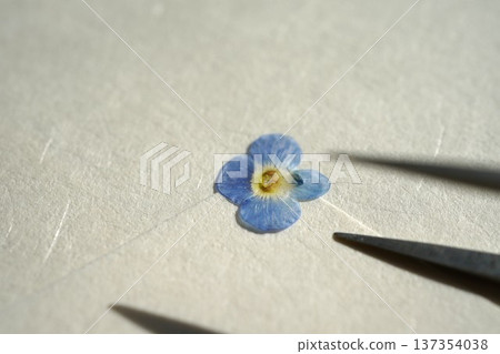Pressed spring wildflowers Pressed spring wildflowers 137354038
