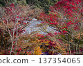 Remaining autumn leaves 137354065