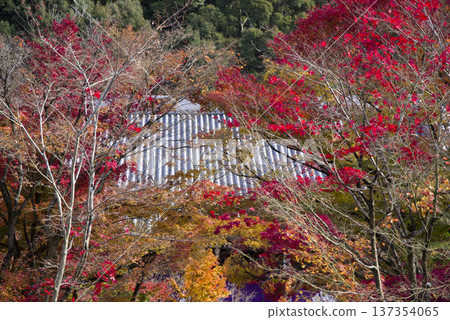 Remaining autumn leaves 137354065