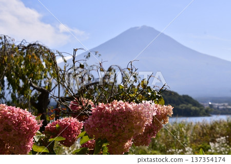 富士山繡球花 137354174