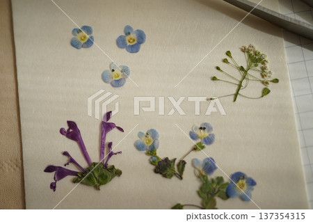 Pressed spring wildflowers Pressed spring wildflowers 137354315