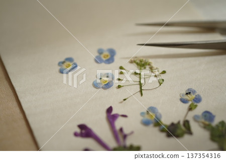 Pressed spring wildflowers Pressed spring wildflowers 137354316