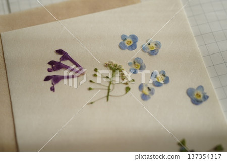 Pressed spring wildflowers Pressed spring wildflowers 137354317