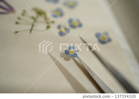 Pressed spring wildflowers Pressed spring wildflowers 137354320