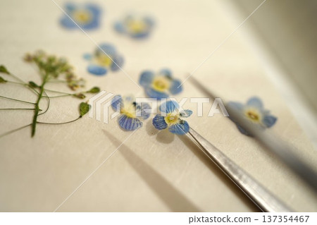 Pressed spring wildflowers Pressed spring wildflowers 137354467