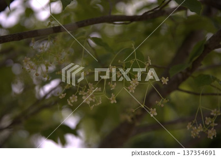 Tulipana 137354691