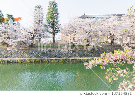 京都岡崎櫻花走廊 137354881