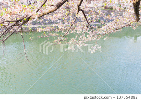 京都岡崎櫻花走廊 137354882