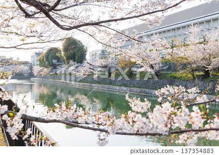 Okazaki Sakura Corridor, Kyoto Okazaki Sakura Corridor, Kyoto 137354883