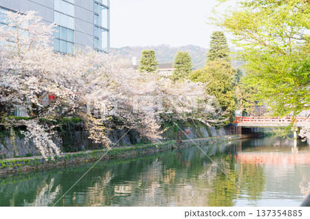 Okazaki Sakura Corridor, Kyoto 137354885