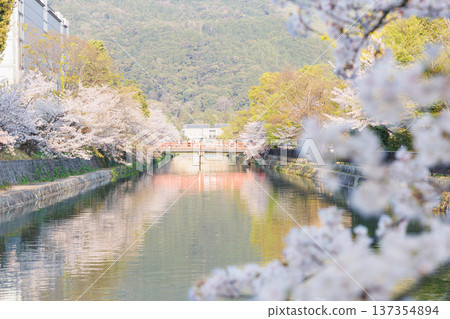 京都岡崎櫻花走廊 京都岡崎櫻花走廊 137354894
