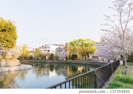 京都岡崎櫻花走廊 京都岡崎櫻花走廊 137354895