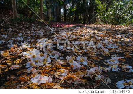 Camellia in the Forest Camellia in the Forest 137354920