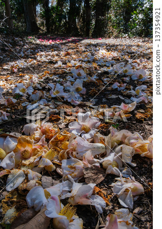 Camellia petals Camellia petals 137354921