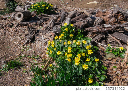 ryukinka petals 137354922