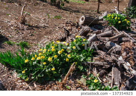 Cowslip petals Cowslip petals 137354923