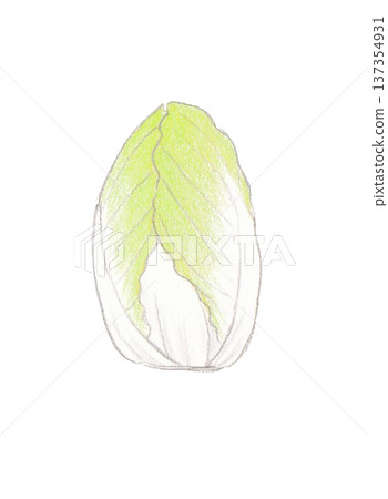 Colored pencil drawing of Chinese cabbage 137354931